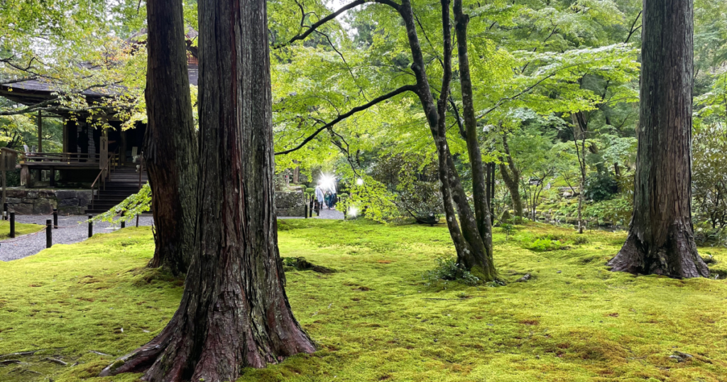 京都三千院の庭園