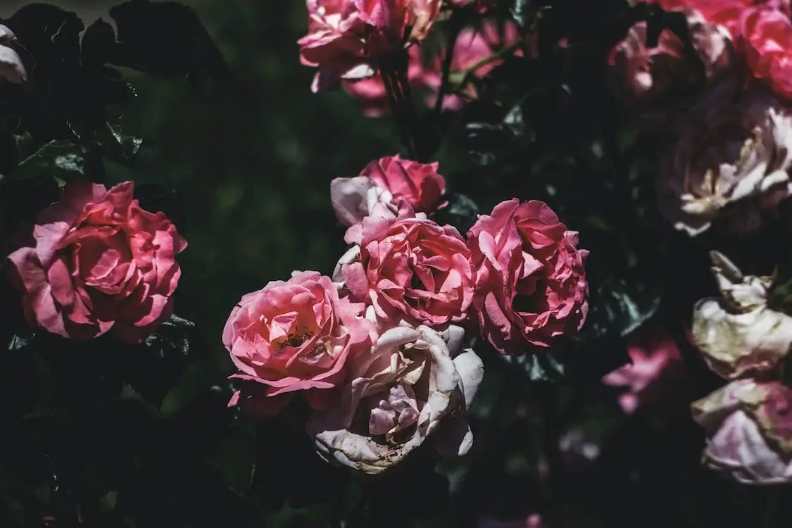 薔薇