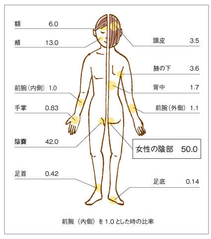 経皮毒の図