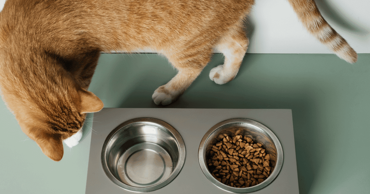 猫　餌